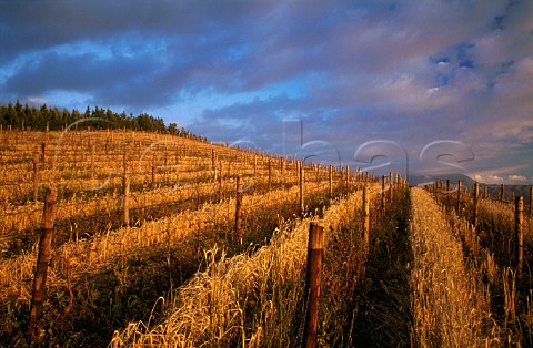 Grass covercrop growing between rows of young vines in vineyard of Morgenster Estate Helderberg Stellenbosch South Africa