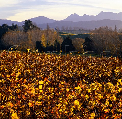 Neudorf Vineyard in the autumn Nelson New Zealand