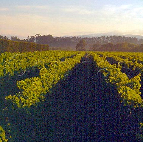 Craighall vineyard of Ata Rangi Martinborough   New Zealand    Wairarapa