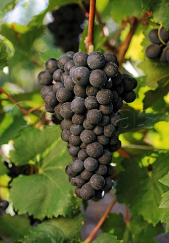 StLaurent grapes  Austria