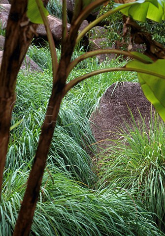 Lemongrass growing in the Spice Gardens of Mahe  Seychelles Cymbopogon Citratus