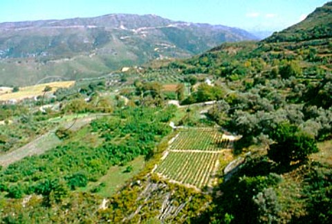 Vineyards and olive groves   Rethmnon province Crete Greece