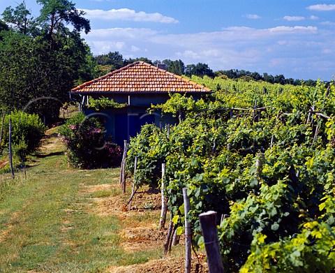 Vineyard at Bellocq PyrnesAtlantiques France   Barn