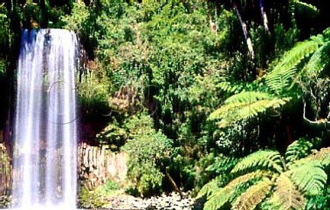 Milaa Milaa Falls Atherton Tablelands Queensland Australia