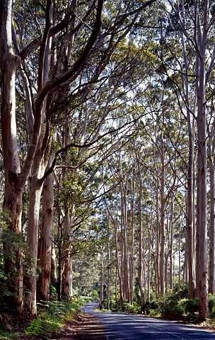 Trees lining Caves Road LeeuwinNaturaliste   National Park Western Australia