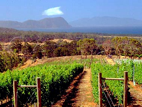 Vineyard of Bream Creek with Marion Bay   Cape Bernier and Maria Island in the distance  Bream Creek Tasmania Australia  East Coast