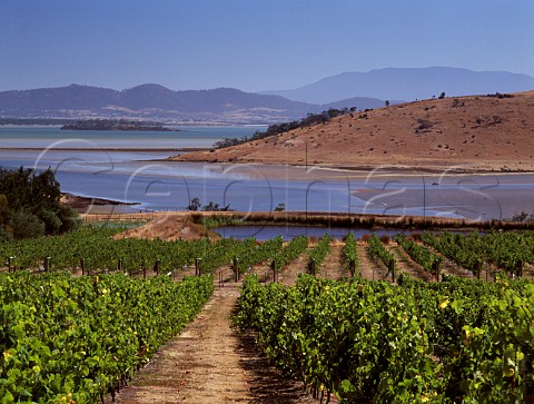 Orani Vineyard by Pitt Water near Sorell   Tasmania Australia     East Coast