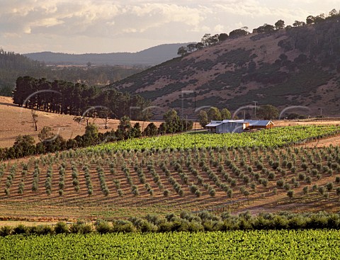 Vineyard and olive grove of Coombend Estate   near Bicheno Tasmania Australia  East Coast