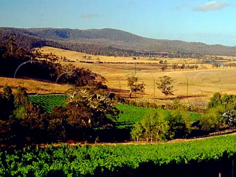 Freycinet Vineyards near Bicheno   Tasmania Australia   East Coast