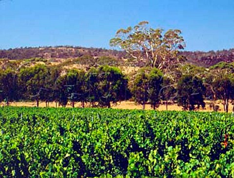 Spring Vale Vineyard near Cranbrook Tasmania   Australia   East Coast
