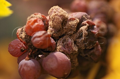 Botrytis affected Gewrztraminer grapes   Alsace France