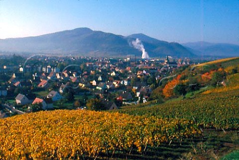Clos Jepsal vineyard Turckheim   HautRhin France   Alsace