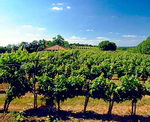 Vineyard with trellising at Bellocq   PyrnesAtlantiques France  Barn