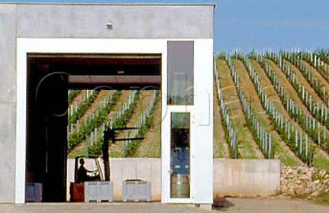 Weingut Pittnauer and vineyard Gols   Burgenland Austria Neusiedlersee