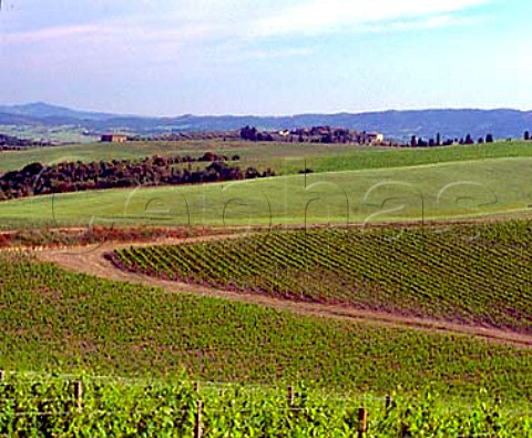 Vineyards on the Castel Giocondo estate of   Frescobaldi Montalcino Tuscany Italy