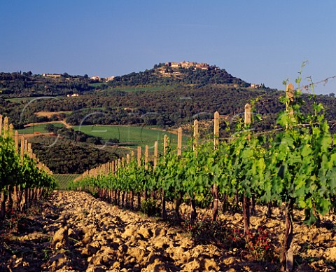 Vigna Pascena of Col dOrcia with the hilltop village of SantAngelo in Colle beyond Tuscany Italy Brunello di Montalcino