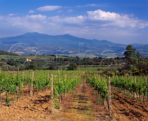 Vineyard near SantAngelo in Colle with the 14thcentury towered villa of Lisini beyond and Monte Amiata in the distance  Tuscany Italy  Brunello di Montalcino