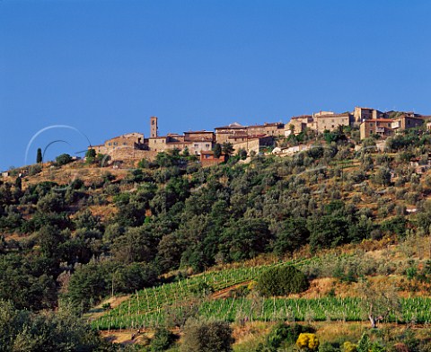 Vineyards below the hilltop town of   Castelnuovo dellAbate Tuscany Italy       Brunello di Montalcino