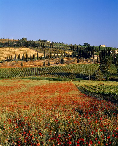 Poppies flowering in barley field by vineyards at   Castelnuovo dell Abate Tuscany Italy   Brunello di Montalcino