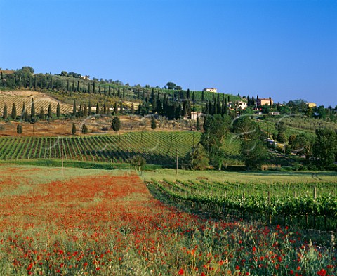 Poppies flowering in barley field by vineyards at Castelnuovo dellAbate Tuscany Italy   Brunello di Montalcino