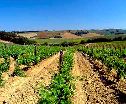 Vineyard of Altesino Montalcino Tuscany Italy   Brunello di Montalcino