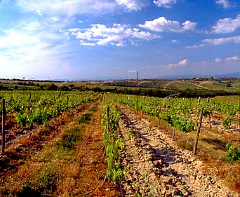 Vigneto Manotorta of Fattoria del Cerro   near Argiano Tuscany Italy  Vino Nobile di Montepulciano