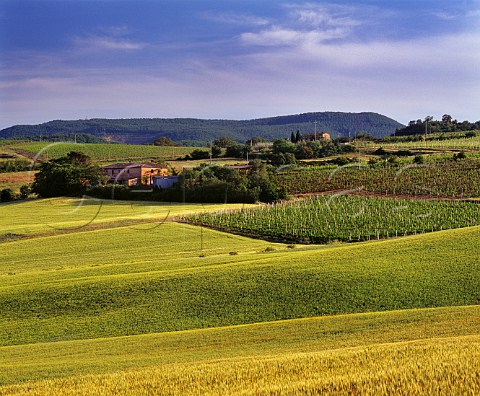 Vineyards and barley fields near Montepulciano Tuscany Italy Vino Nobile di Montepulciano