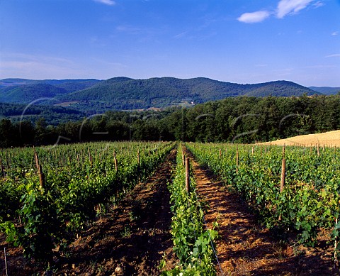 Vineyard of Il Molino di Grace   near Panzano in Chianti Tuscany Italy         Chianti Classico
