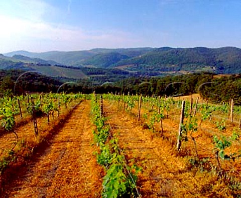 Vineyard of Il Molino di Grace near   Panzano in Chianti Tuscany Italy         Chianti Classico