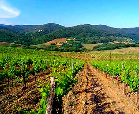 Vineyard at Lucarelli near Panzano in Chianti   Tuscany Italy       Chianti Classico