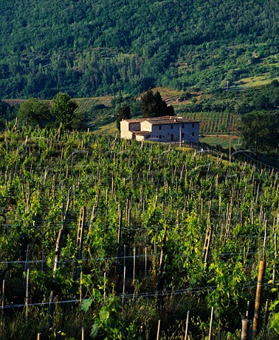 Vineyard of Il Molino di Grace near   Panzano in Chianti Tuscany Italy   Chianti Classico