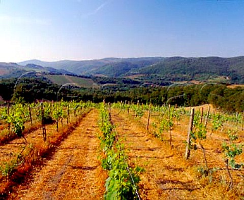 Vineyard of Il Molino di Grace   near Panzano in Chianti Tuscany Italy   Chianti Classico