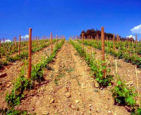 New vineyard of Il Molino di Grace   near Panzano in Chianti Tuscany Italy   Chianti Classico