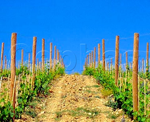 New vineyard of Il Molino di Grace   near Panzano in Chianti Tuscany Italy   Chianti Classico