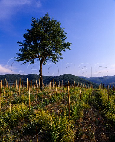 Tree and spring flowers in new vineyard of   Il Molino di Grace near Panzano in Chianti   Tuscany Italy   Chianti Classico