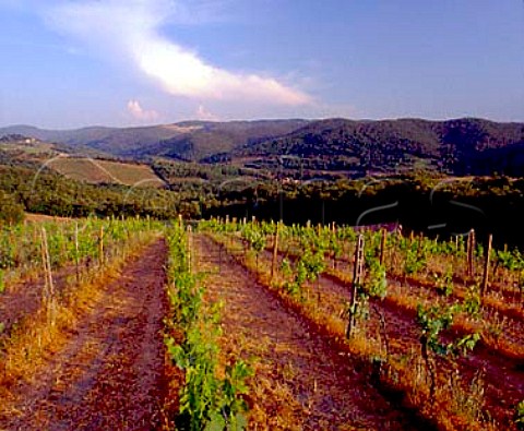 Vineyard of Il Molino di Grace above Lucarelli   near Panzano in Chianti Tuscany Italy     Chianti Classico