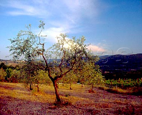 Olive grove of Il Molino di Grace    near Panzano in Chianti Tuscany Italy     Chianti Classico
