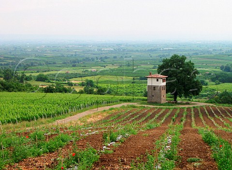 New Syrah plantings in front of the watchtower and   oak tree featured on the labels of Ktima KyrYianni  Yanakohori Naoussa Macedonia Greece