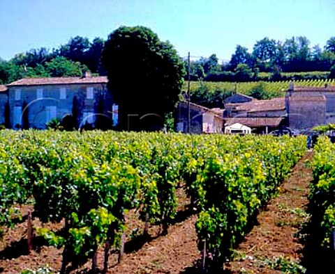 Vineyard behind Chteau VraiCanonBoyer   StMicheldeFronsac Gironde France   CanonFronsac  Bordeaux