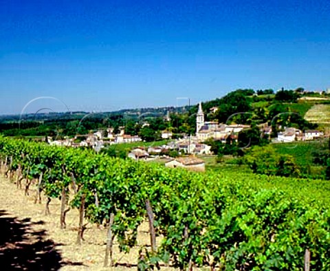 Vineyards of Chteau Canon with the church of   StMicheldeFronsac beyond Gironde France   CanonFronsac  Bordeaux