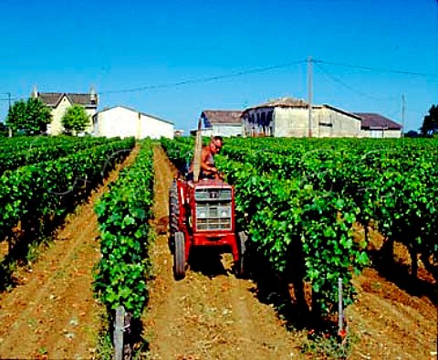 Harrowing between the vines at Chteau   BellevueMontpezat StGensdeCastillon Gironde   France Ctes de Castillon  Bordeaux