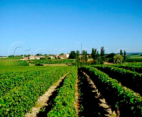 Vineyards near Cassoret Gironde France   Ctes de Francs  Bordeaux
