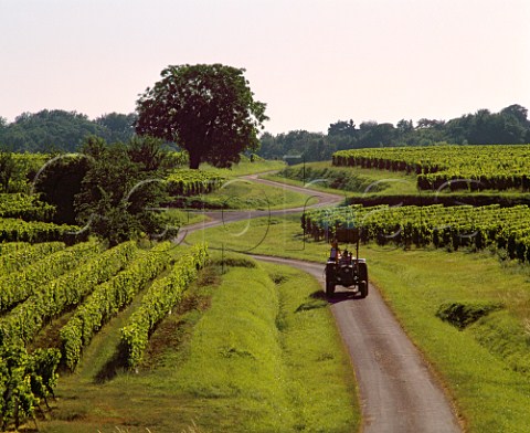 Vineyards and winding road near Cassoret Gironde   France  Ctes de Francs  Bordeaux