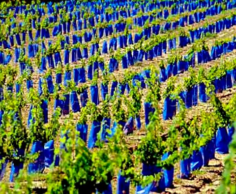 Plastic tubes protecting young vine shoots   near Puynormand Gironde France    Ctes de Francs  Bordeaux