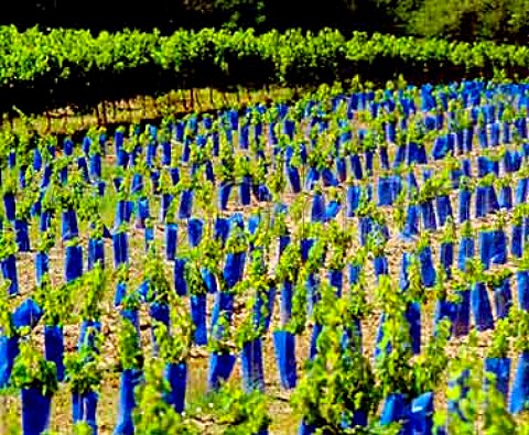 Plastic tubes protecting young vine shoots   near Puynormand Gironde France    Ctes de Francs  Bordeaux