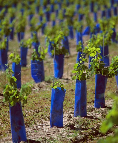 Plastic tubes protecting young vines   Puynormand Gironde France    Ctes de Francs  Bordeaux