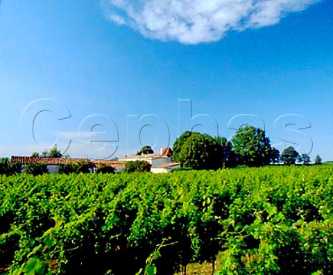 Vineyards at Chteau Masburel Fougueyrolles   Dordogne France HautMontravel