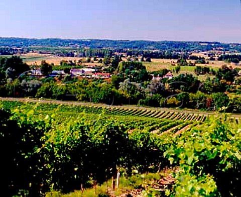 Vineyards near Eynesse overlooking the Dordogne   river with vineyards of Les Laurents beyond Gironde   France    SteFoyBordeaux  Montravel  Bergerac