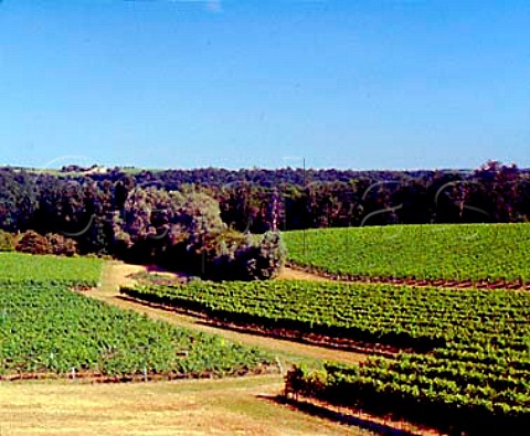 Vineyards near PessacsurDordogne Gironde France   SteFoyBordeaux