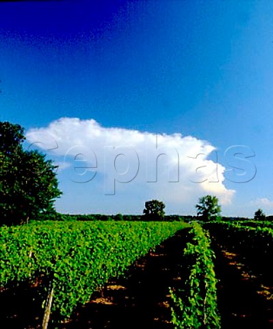 Vineyards near StSeurindePrats Dordogne France   Montravel  Bergerac